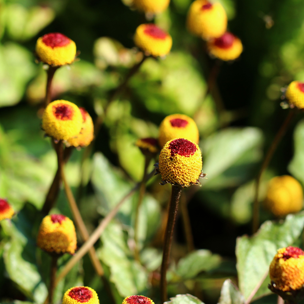 SKINDIVIDUAL Hyaluron Eye Roller