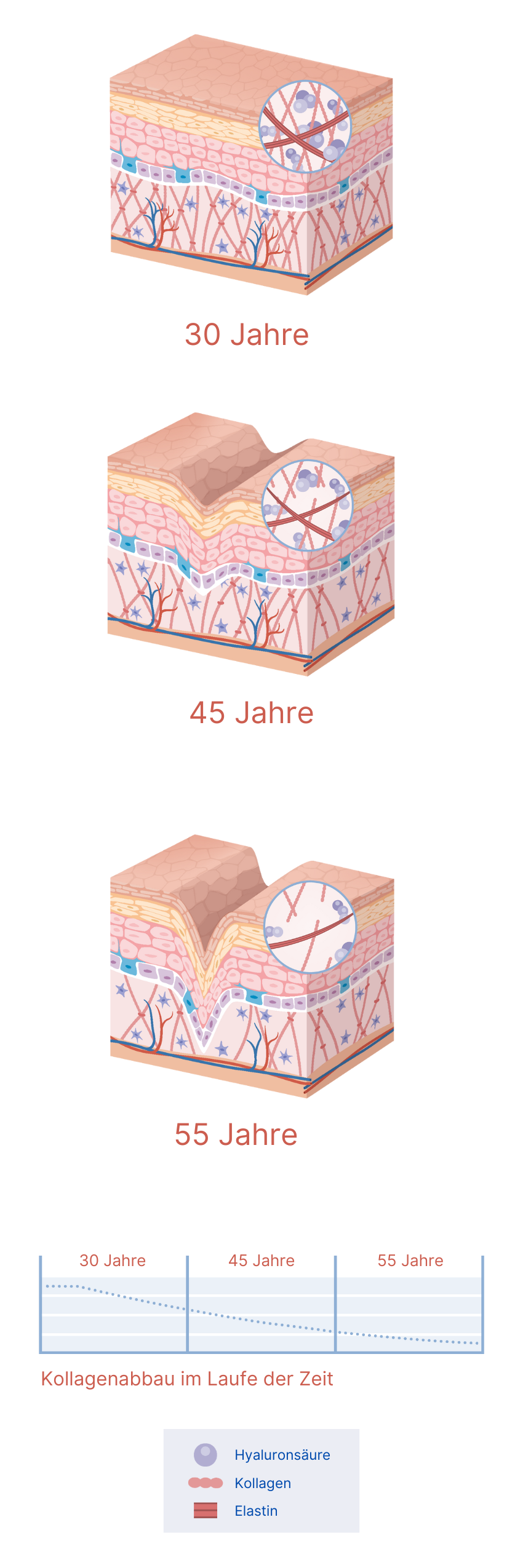 Kollagenabbau im Laufe der Zeit – wissenschaftliche Darstellung